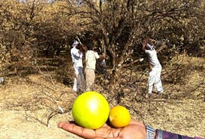 maharashtra_begging_water2_295.jpg