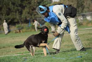 Mine detecting dogs to take on Afghanistan's enemy