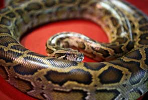 python_afp_295.jpg