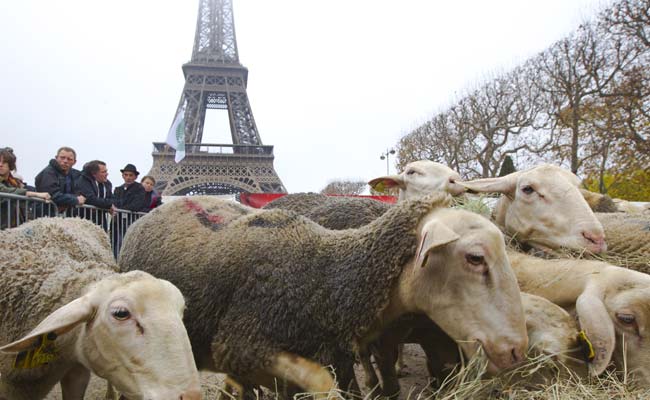 http://www.ndtv.com/news/images/story_page/sheep_protest_eiffel_tower_ap_650.jpg