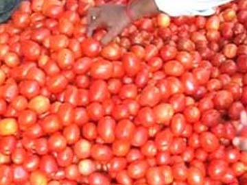 At Private Party in Vadodara, Tons of Tomatoes Crushed in Fun At Private Party in Vadodara, Tons of Tomatoes Crushed in Fun