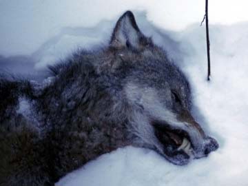 Wolf hunt stand-off in Sweden heightens rural tensions 