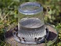 Honeybees trained in Croatia to find land mines