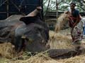 Mumbai fights for Bijlee, age 58, weight 5 tonnes