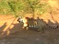 Bina 1 and 2, sisters and tigresses, arrive in Sariska