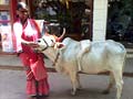 Meet Laxmi, the five-legged wonder on Mumbai's streets