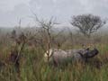 India use drones to protect rhinos from poachers 
