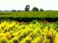 Here's how a village in Maharashtra made itself drought-proof