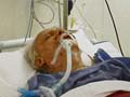 Chhattisgarh attack: Vidya Charan Shukla shows signs of improvement, say doctors