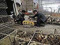 China reports three new bird flu deaths, toll hits 35