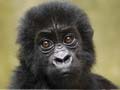 25 primate species reported on brink of extinction