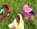 Some Kharif saved, enough water for Rabi