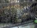 Leopard burned alive in Uttarakhand