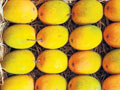 Boy killed for plucking mangoes 