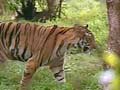 Four more tiger sanctuaries in Maharashtra