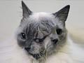 Cat detained on illegal mission at Russian prison