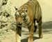 Ranthambore tigers face China threat
