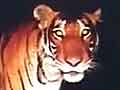 All tiger deaths to be treated as cases of 'poaching'