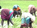 With good rainfall towards July end, Andhra Pradesh positive about Kharif
