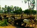 In drought-hit Maharashtra, sugar politics trumps drinking water needs