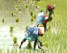 Late monsoon rains rekindle hopes for farmers