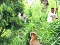 Ranthambore guards to get NDTV award