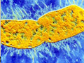 Did superbug really originate in India?