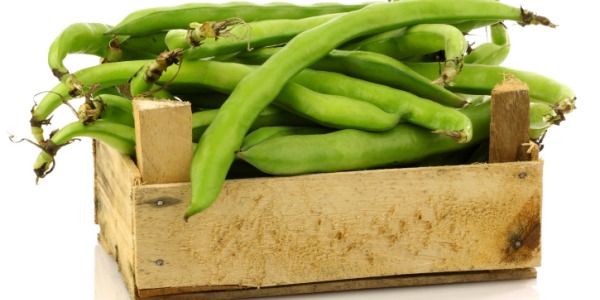 broad.bean 600.jpg