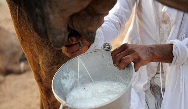 Image result for camel milk