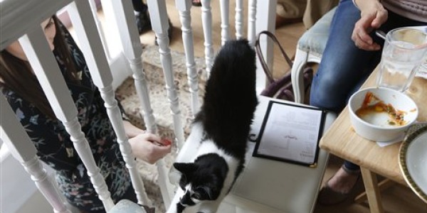 cat-cafe_article 2.jpg