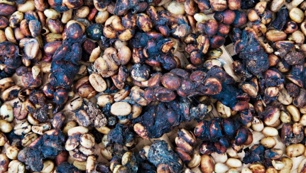 kopi-luwak-1_article.jpg