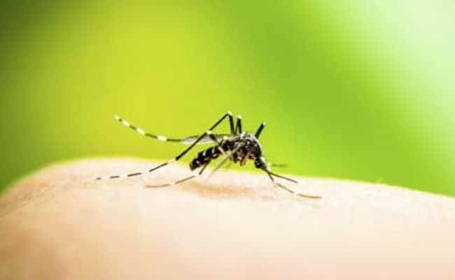 Dengue can lead to symptoms like fever, muscle pain, joint pain and pain behind the eyes