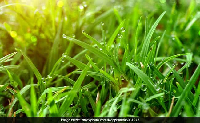 Walking barefoot on grass can help you improve your health