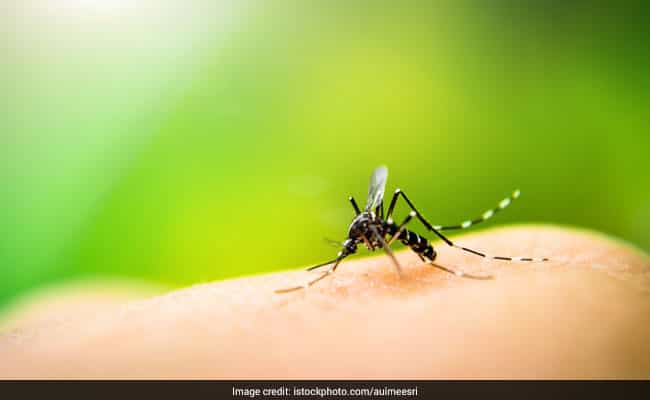 World Malaria Day: Malaria remains one of the world's leading killers, according to WHO