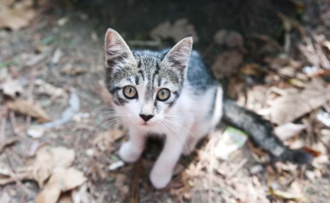 According to researchers, the cuddliest felines are the worst culprits of infections.