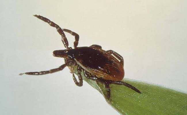 Lyme disease is an illness which is spread by bites from ticks