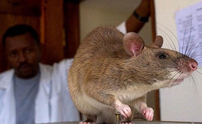 Rats may not be the reason why Black death, or plague spreads