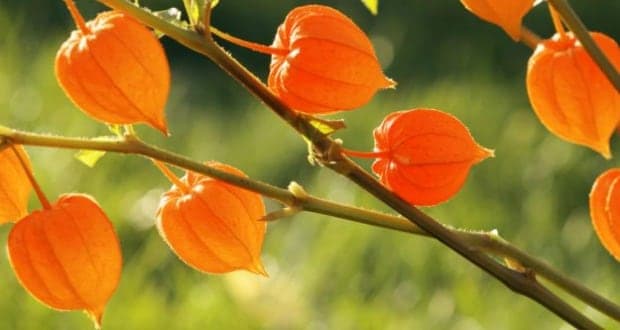 Here's How Ayurvedic Herb Ashwagandha Eases PCOD