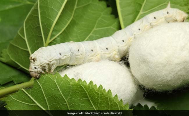 Researchers have created a device that incorporated silk into the "ClearDrum" ear implant.