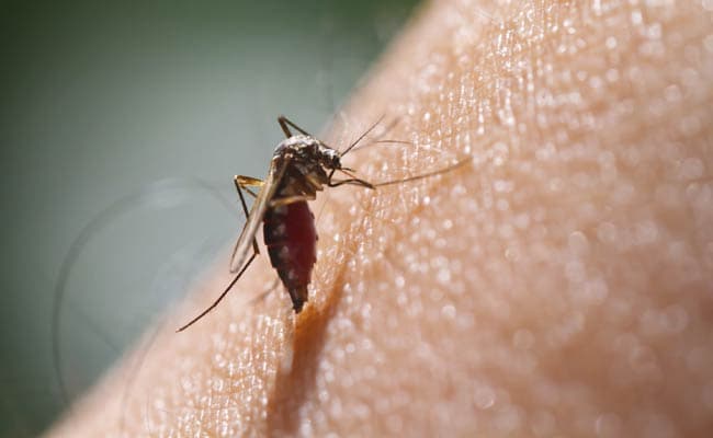 World Mosquito Day: Best natural way to repel mosquitoes