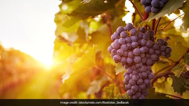 Natural compounds derived from grapes may help treat depression