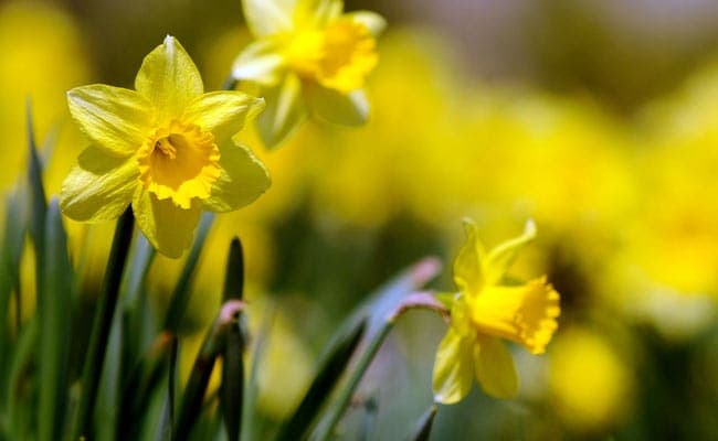 An alkaloid named haemanthamine in daffodils, binds to the ribosome