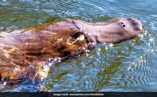 The platypus has long exerted a powerful appeal to scientists
