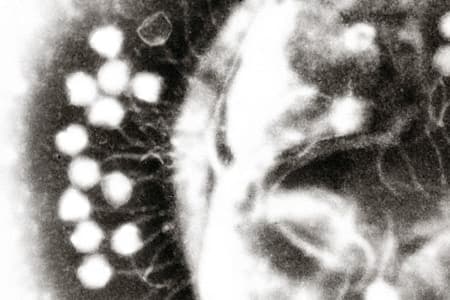 The gene that strengthens the human immunity system has been identified by Australian scientists