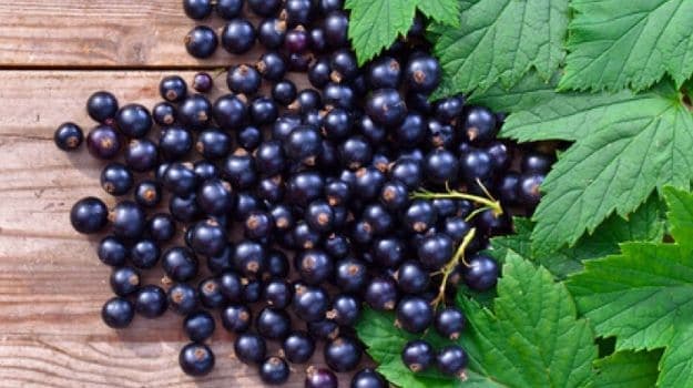 Berries contain potent antioxidants, which decrease or reverse the effects of free radicals - natural byproducts of energy production. (Representational Image)