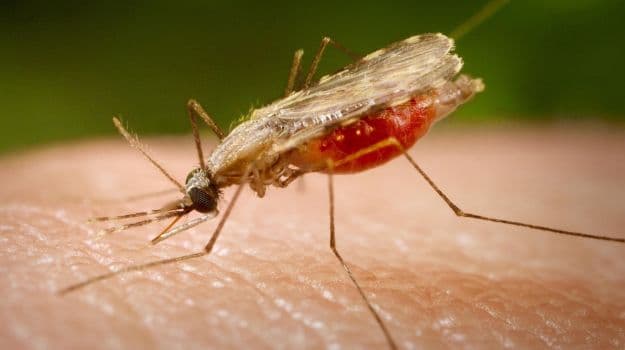 Scientists started to wonder what was causing the increase in human transmission. (Representational photo)