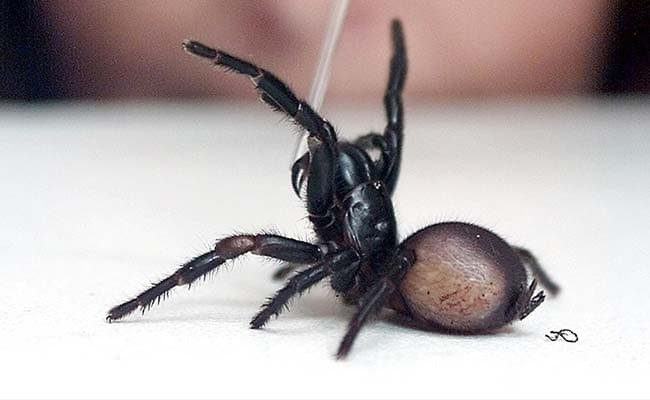 The study is good news for anyone with an abiding fear of spiders. (Representational Image)