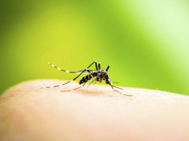 The Philippines had the highest dengue incidence in the WHO's Western Pacific region from 2013 to 2015. (File photo)