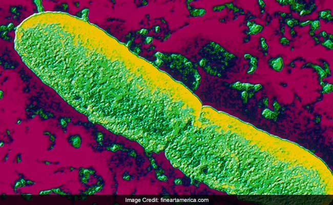 Yersinia pestis, is one of the deadliest pathogens in human history.