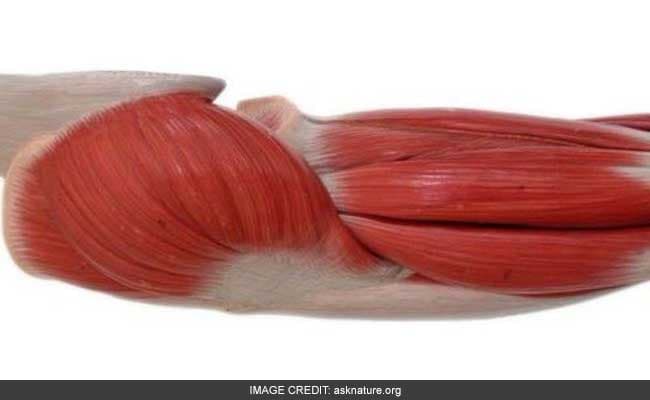 A protein called integrin can help in muscle repair. (Representational Image)